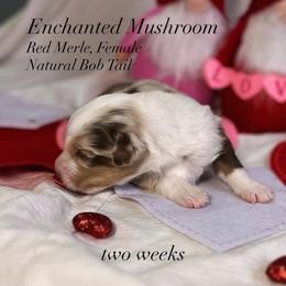 Australian Shepherd Puppies from Sunshine Shepherds
