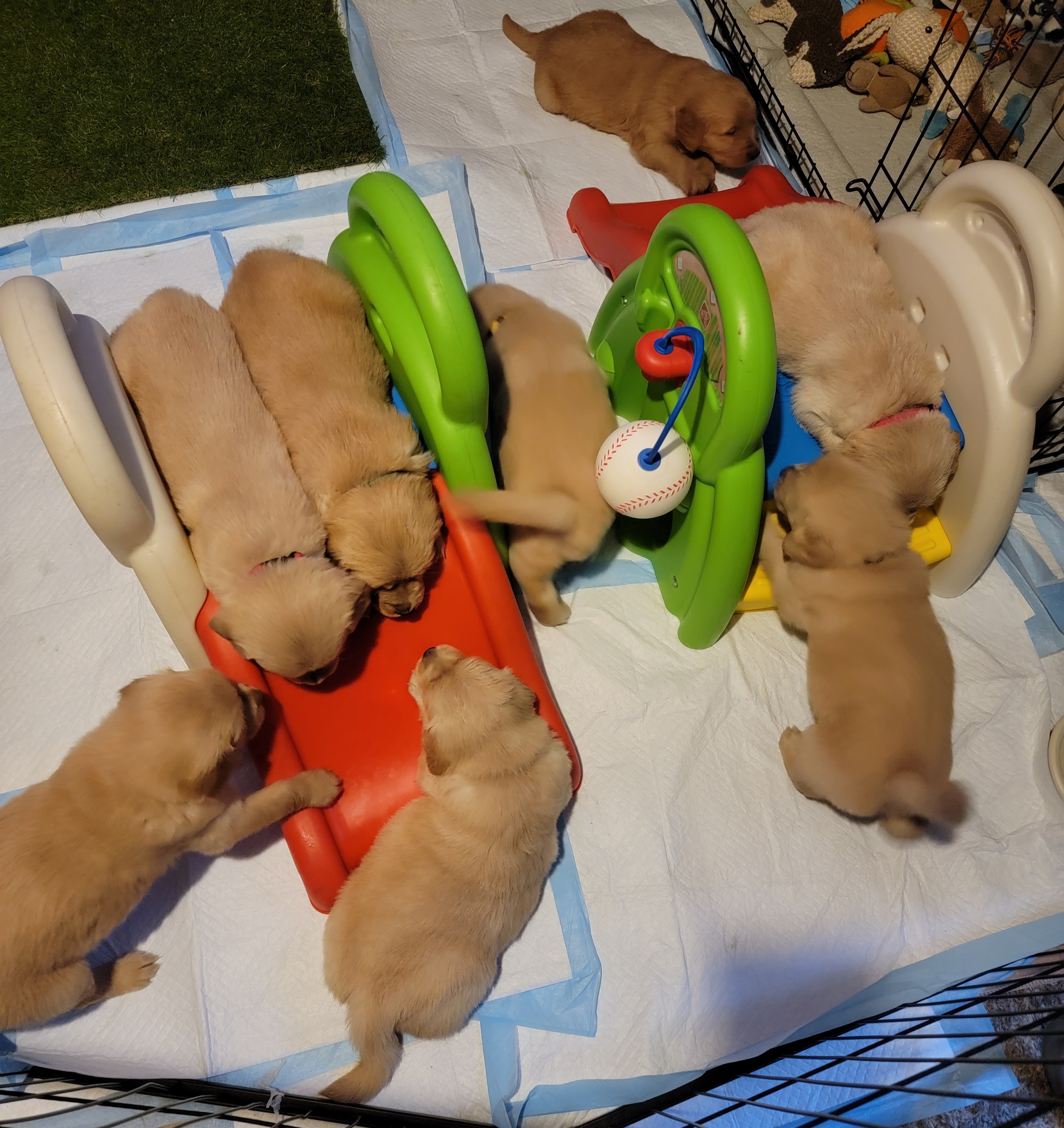 Golden Retriever Puppies from JK Goldens