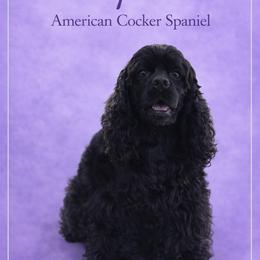 Opal - Cocker Spaniel