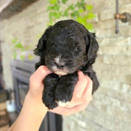 Danube Sava - Phantom female Bernedoodle puppy in Marshall, Michigan from Whispering Aspen Homestead