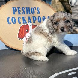 Gizmo - Merle male Cockapoo puppy in Miami, Florida from Peshos Cockapoos