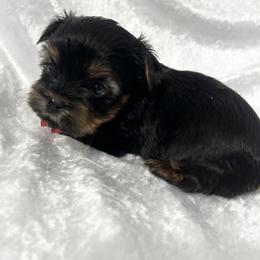 Tobby - Black and gold male Yorkshire Terrier puppy in California from All Star Yorkies