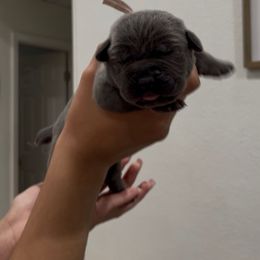 FEMALE - Gray female Cane Corso puppy in Lake Elsinore, California from CRUCIAL CANE CORSOS