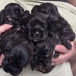 Cocker Spaniel Puppies from Lehi Cockers