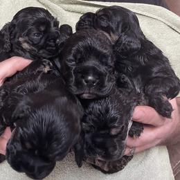 Cocker Spaniel Puppies from Lehi Cockers