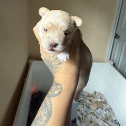 Blonde male - Gold male Morkie puppy in Demopolis, Alabama from Little Paws Nursery