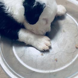 Old English Sheepdog Puppies from Bumblebears Old English Sheepdogs