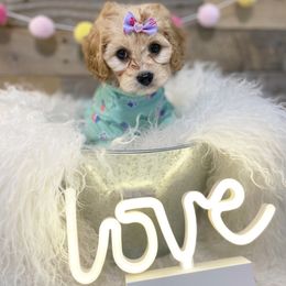 Cavalier King Charles Spaniel and Cavapoo Puppies from K’s Cavys