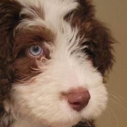 Aussiedoodles, Australian Shepherds, and Pembroke Welsh Corgis from Holly Ridge Aussies, Aussiedoodles & Corgis