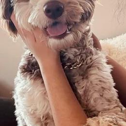 Aussiedoodles and Australian Shepherds from Mr and Mrs Doodle Farm