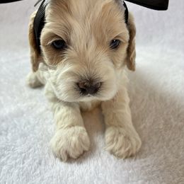 Piper - Red and white female Cockapoo puppy in Adrian, Oregon from ApplebyFarm