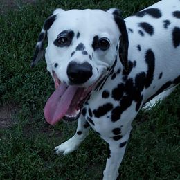 Dalmatians from Ronna Hill's Dalmatians