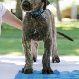 Irish Wolfhound Puppies from Steppin'wolf Irish Wolfhounds