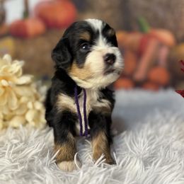 Maleficent, Dark Purple Collar - Tri-color female Bernedoodle puppy in Lake Panasoffkee, Florida from Donnas Deluxe Doodles LLC