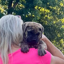 Yellow - Fawn female Bullmastiff puppy in Pleasant Hill, Missouri from Marconian Bullmastiffs