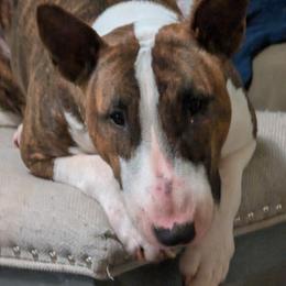 Mazie - Bull Terrier