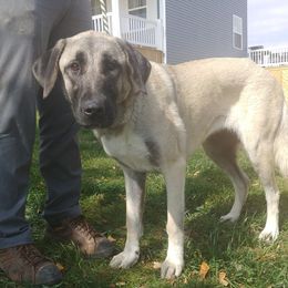 Persephone - Anatolian Shepherd Dog