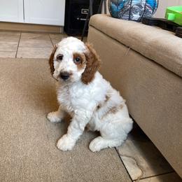 Riley - Blenheim male Cavapoo puppy in Sugarcreek, Ohio from True Hearted Doodles
