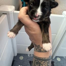Joan - Black tri female Miniature Australian Shepherd puppy in Reno, Nevada from Battle Born Mini Aussies