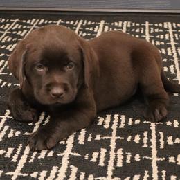 Poppy - Chocolate female Labrador Retriever puppy in Camden, Indiana from Camden's Caring Canines