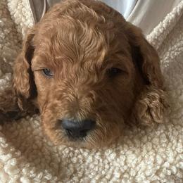 Forrest - Chocolate male Goldendoodle puppy in Pasco, Washington from Elm Road Farms