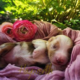 Hayworth - The Showstopper - Red merle female Australian Shepherd puppy in Pittsville, Wisconsin from Match Dot Pup