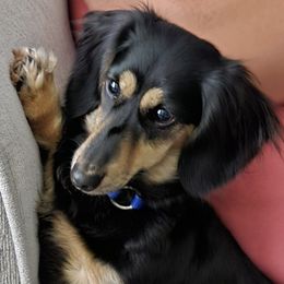Dachshunds from A & J Miniature Dachshunds