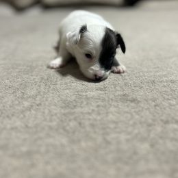 Cavalier King Charles Spaniel and Papillon Puppies from Rohus Puppies