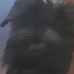 Giant Schnauzers from Liberty Giant Schnauzers