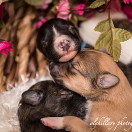 Silken Windhound Puppies from Amethyst Silken Windhounds