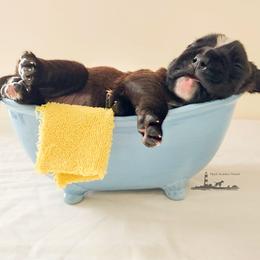Boxer Puppies from Black Beauties Boxers