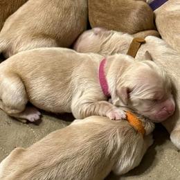 Hot pink collar - Golden female Golden Retriever puppy in Indianapolis, Indiana from ZuGolden Retrievers & Doodles