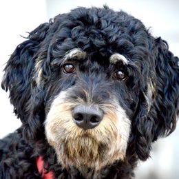 Bernedoodle All Grown Up from Sweetheart Doodles