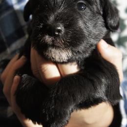 Dottie - Black female Miniature Schnauzer puppy in Frankford, Delaware from Miniature Schnauzers of Delmarva