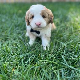 Bowser-Black - Yellow and white male Bernedoodle puppy in Casper, Wyoming from 307 Doodles