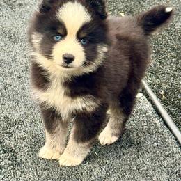 Black and silver female - Black and white female Pomsky puppy in Lemon Cove, California from Magic Ranch Mini Aussies