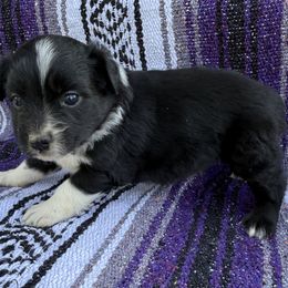Dino - Black & white male Australian Shepherd puppy in Quaker City, Ohio from Wagon Wheel Aussies and Corgi’s