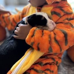 Tigger - Tri-color male Bernedoodle puppy in Northglenn, Colorado from Colorado Bernedoodle Babies