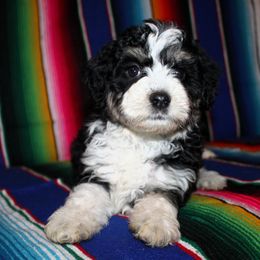 Anna - Black tri-color Aussiedoodle puppy in Charleston, Arkansas from Lazy S Aussies