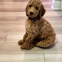 Poodle Puppies from FurEver Poodles