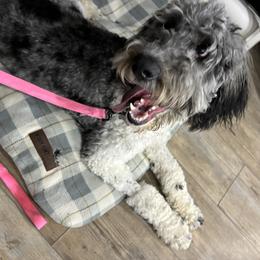 Esther - Merle female Goldendoodle puppy in Cleveland, Georgia from The O.G. Doodles