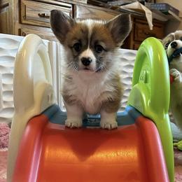 Pembroke Welsh Corgi Puppies from BriarFox Welsh Corgis