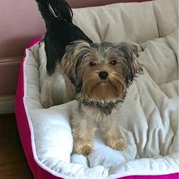 Lapis - Yorkshire Terrier