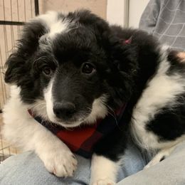 Duke - Black and white male Aussiedoodle puppy in Nacogdoches, Texas from BA Mini Poodles