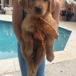 Monopoly Litter - Cannon (Boy - price in desc) - Dark golden male Golden Retriever puppy in Argyle, Texas from Skarlotte Goldens, LLC