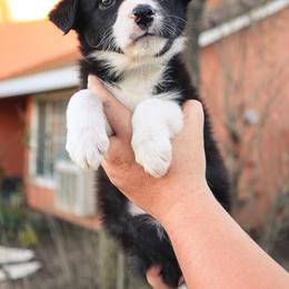 Border Collie and German Shepherd Puppies from Von Guadachi German Shepherds & Audacity Border Collies