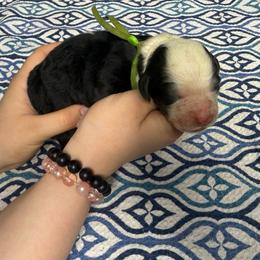 Bugsy - Black and white male Sheepadoodle puppy in Chesapeake, Virginia from Doodle-Cove