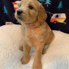 Goldendoodle puppies from Spring Doodles