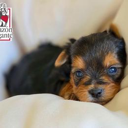 Kitana - Black and tan female Yorkshire Terrier puppy in California from Corazon de gigante