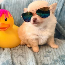 Cortland Pomchi - Blue fawn male Chihuahua puppy in Seneca, Missouri from Stephanie’s Puppy Colony